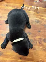 White Collar Male, a male Labrador Retriever for sale in Bremen, KY – 3 of 10