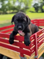 Red, a female Boxer and Labrador Retriever for sale in Lebanon South, PA – 1 of 2