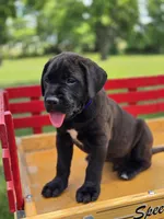 Blue, a male Boxer and Labrador Retriever for sale in Lebanon South, PA – 2 of 3