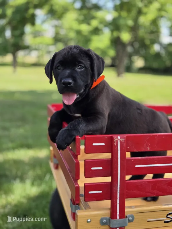 Orange – Boxer, Labrador Retriever puppy for sale in Lebanon South, PA