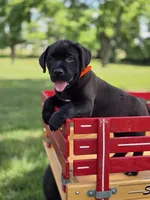 Orange, a female Boxer and Labrador Retriever for sale in Lebanon South, PA – 1 of 1