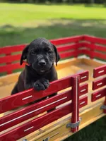 Red, a female Boxer and Labrador Retriever for sale in Lebanon South, PA – 2 of 2