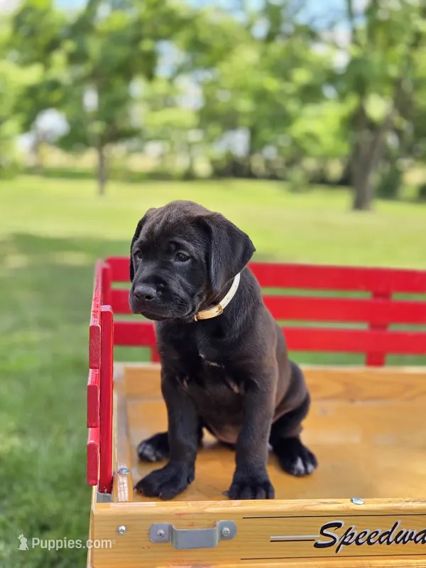 White – Boxer, Labrador Retriever puppy for sale in Lebanon South, PA