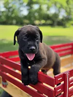 Black, a male Boxer and Labrador Retriever for sale in Lebanon South, PA – 1 of 2
