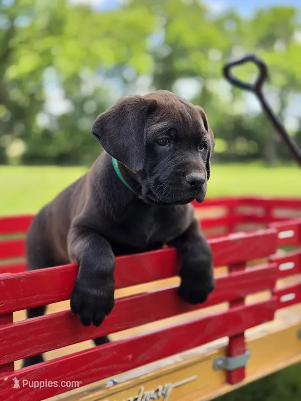Green – Boxer, Labrador Retriever puppy for sale in Lebanon South, PA