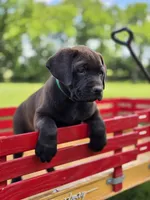 Green, a male Boxer and Labrador Retriever for sale in Lebanon South, PA – 1 of 2