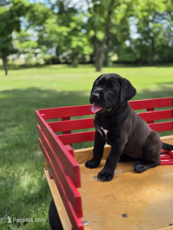 Grey – Boxer, Labrador Retriever puppy for sale in Lebanon South, PA