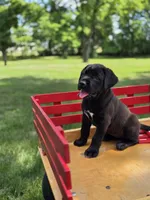 Grey, a female Boxer and Labrador Retriever for sale in Lebanon South, PA – 1 of 1