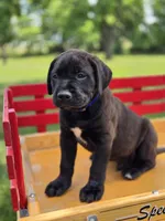 Blue, a male Boxer and Labrador Retriever for sale in Lebanon South, PA – 1 of 3