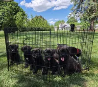 Green, a male Boxer and Labrador Retriever for sale in Lebanon South, PA – 2 of 2
