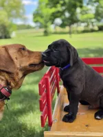 Blue, a male Boxer and Labrador Retriever for sale in Lebanon South, PA – 3 of 3