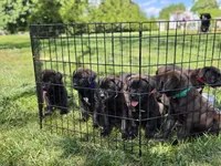 Black, a male Boxer and Labrador Retriever for sale in Lebanon South, PA – 2 of 2