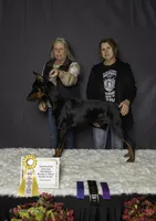 Royal, a female Doberman Pinscher for sale in Laurelville, OH – 5 of 7