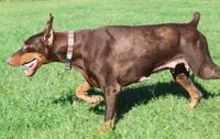 Royal, a female Doberman Pinscher for sale in Laurelville, OH – 7 of 7