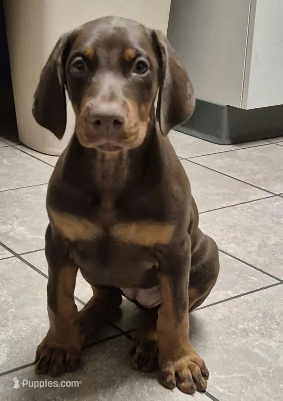 Royal – Doberman Pinscher puppy for sale in Laurelville, OH