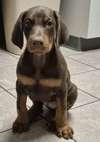 Royal, a female Doberman Pinscher for sale in Laurelville, OH – 1 of 7