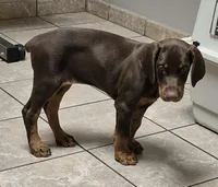 Royal, a female Doberman Pinscher for sale in Laurelville, OH – 3 of 7