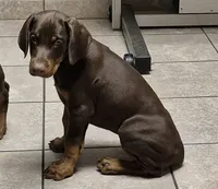 Royal, a female Doberman Pinscher for sale in Laurelville, OH – 2 of 7