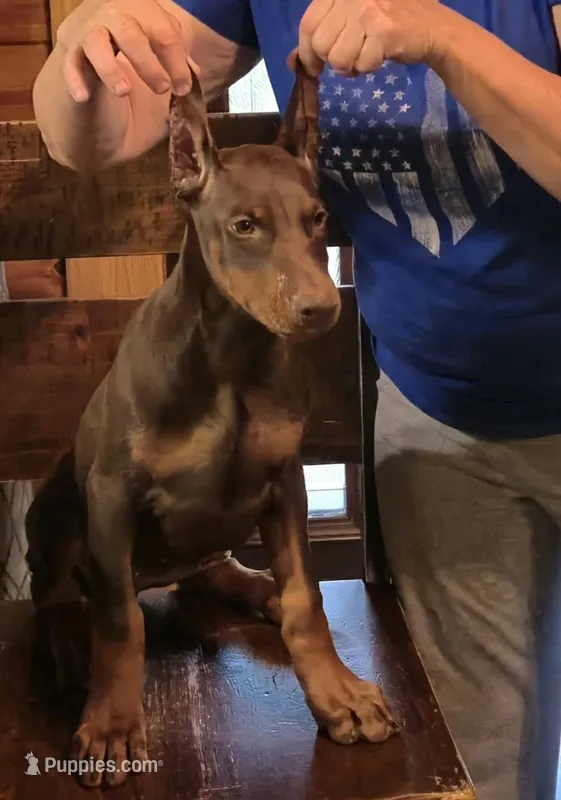 Royal – Doberman Pinscher puppy for sale in Laurelville, OH