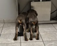 Royal, a female Doberman Pinscher for sale in Laurelville, OH – 4 of 7