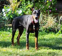 Royal, a female Doberman Pinscher for sale in Laurelville, OH – 6 of 7