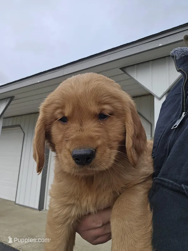 Blue – Golden Retriever puppy for sale in Worthington, IN