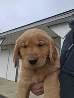 Blue, a male Golden Retriever for sale in Worthington, IN – Photo 1 of 4