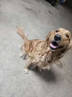 Blue, a male Golden Retriever for sale in Worthington, IN – Photo 3 of 4