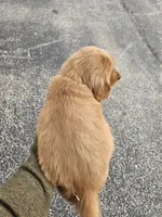 Blue, a male Golden Retriever for sale in Worthington, IN – Photo 2 of 4
