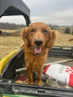 Blue, a male Golden Retriever for sale in Worthington, IN – Photo 4 of 4