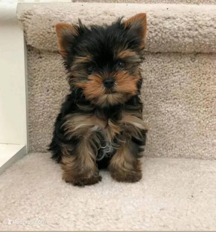 Lulu – Yorkipoo puppy for sale in California, MD