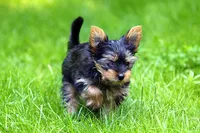 Lulu, a  Yorkipoo for sale in California, MD – 2 of 2