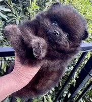 Mr Brindle, a male Pomeranian for sale in California, CA – Photo 4 of 9