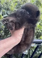 Mr Brindle, a male Pomeranian for sale in California, CA – Photo 8 of 9