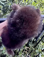 Mr Brindle, a male Pomeranian for sale in California, CA – Photo 9 of 9