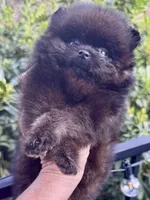 Mr Brindle, a male Pomeranian for sale in California, CA – Photo 2 of 9