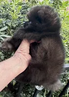 Mr Brindle, a male Pomeranian for sale in California, CA – Photo 3 of 9