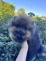 Ferrari, a male Pomeranian for sale in Redding, CA – 5 of 10