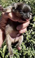 Fleetwood Mac, a male Pomeranian for sale in Redding, CA – 2 of 10