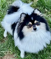 Fleetwood Mac, a male Pomeranian for sale in Redding, CA – 5 of 10