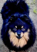 Lexus, a female Pomeranian for sale in Redding, CA – 9 of 10
