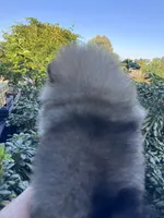 Mercedes , a female Pomeranian for sale in Redding, CA – 6 of 9