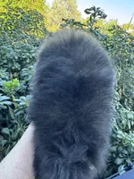 Lexus, a female Pomeranian for sale in Redding, CA – 3 of 10