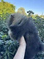 Ferrari, a male Pomeranian for sale in Redding, CA – 7 of 10