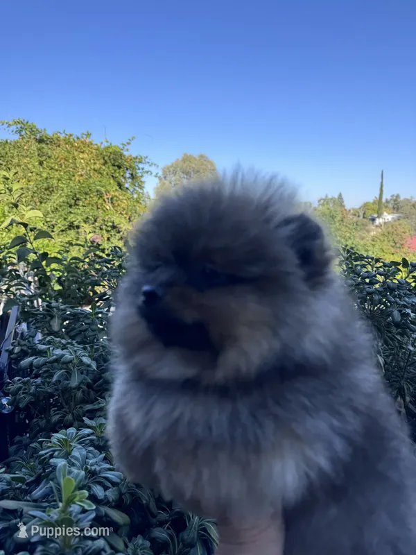 Mercedes  – Pomeranian puppy for sale in Redding, CA