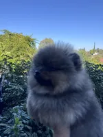 Mercedes , a female Pomeranian for sale in Redding, CA – 1 of 9