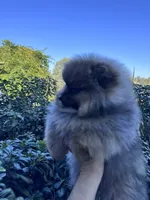 Ferrari, a male Pomeranian for sale in Redding, CA – 2 of 10
