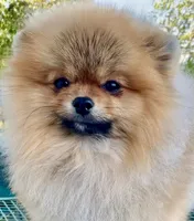 Mercedes , a female Pomeranian for sale in Redding, CA – 9 of 9