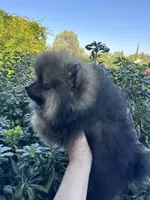 Ferrari, a male Pomeranian for sale in Redding, CA – 6 of 10