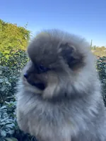 Mercedes , a female Pomeranian for sale in Redding, CA – 3 of 9